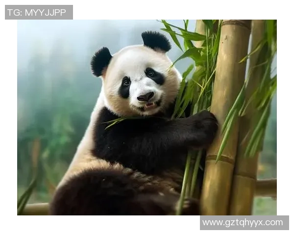 430比赛熊猫-430比赛熊猫